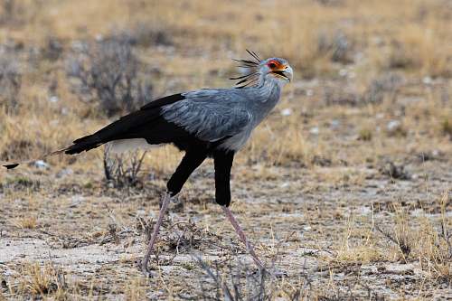 bird black and gray bird walking on grass field namibia