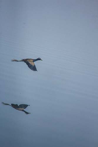 bird black and gray duck flying over the body of water grey