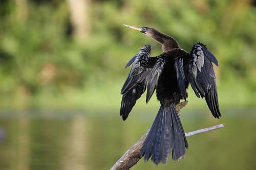bird black and gray long-beaked bird anhinga