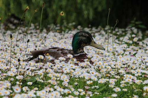 bird black and green mallard duck waterfowl