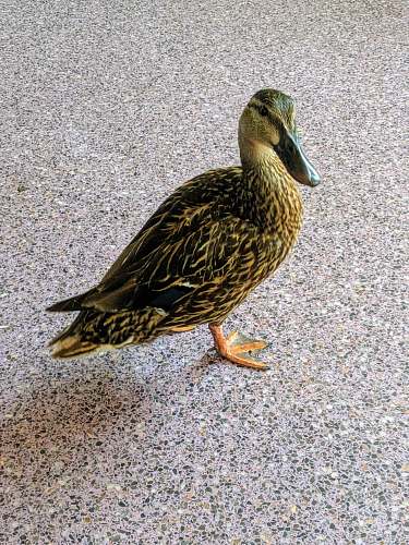 bird black and grey duck duck