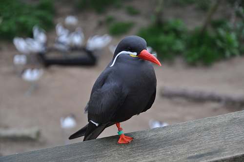 beak black and red bird agelaius