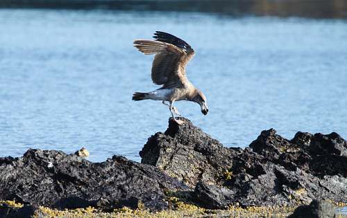 bird black and white bird beside body of water at daytime close-up photography port phillip bay