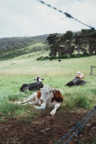 cow black and white coated cow cattle