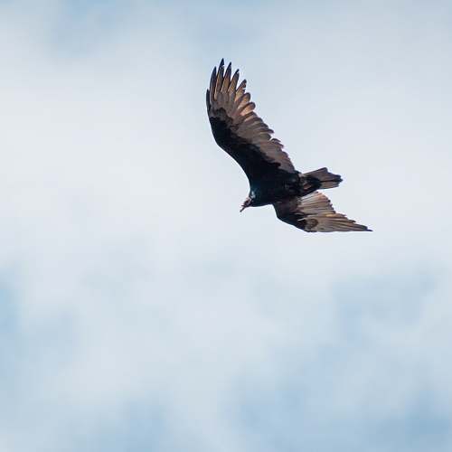 bird black and white eagle on flight vulture