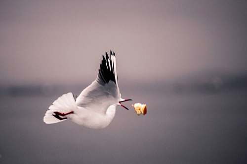 bird black and white food flying