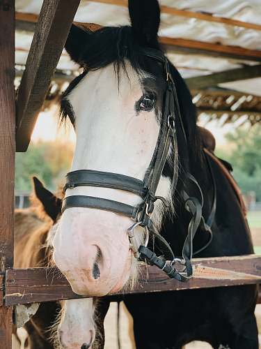 mammal black and white horse horse