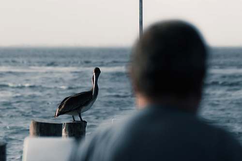 human black and white pelican person