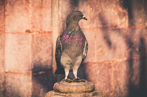 bird black and white pigeon close-up photography pigeon