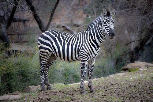 mammal black and white zebra standing on green grass field wildlife