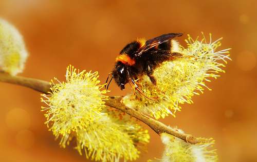 bee black and yellow bee honey bee