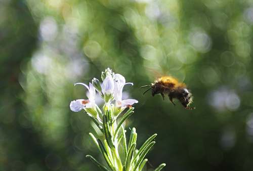 bee black and yellow wasp near white petaled flowers honey bee