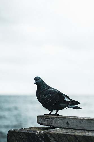 bird black bird close-up photography palanga