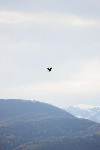 bird black bird in flight over hills flying