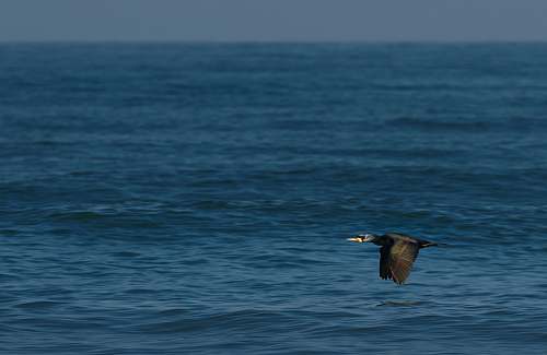 bird black bird in flight over ocean waterfowl
