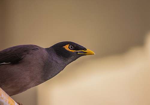 india black bird gandhinagar