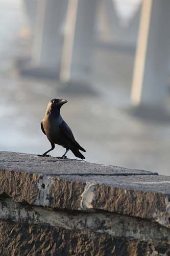 bird black bird on concrete fence agelaius