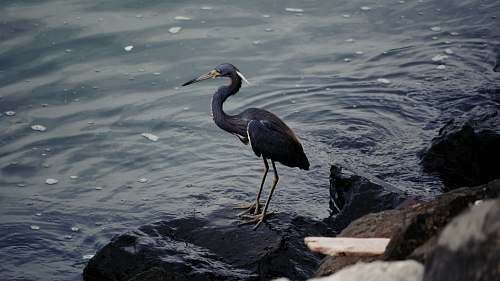 bird black bird on rock formation waterfowl