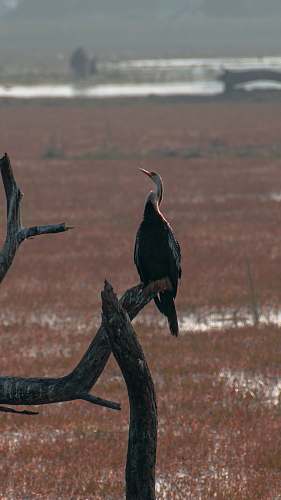 bird black bird on wood log waterfowl