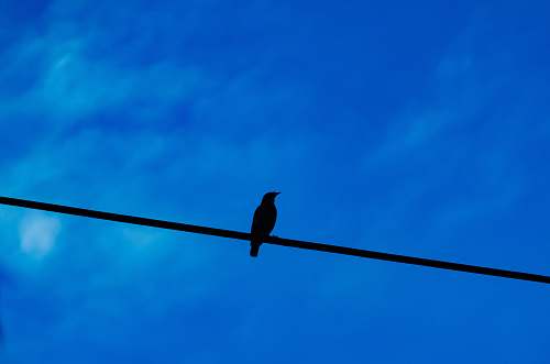 bird black bird perched on black cable crow