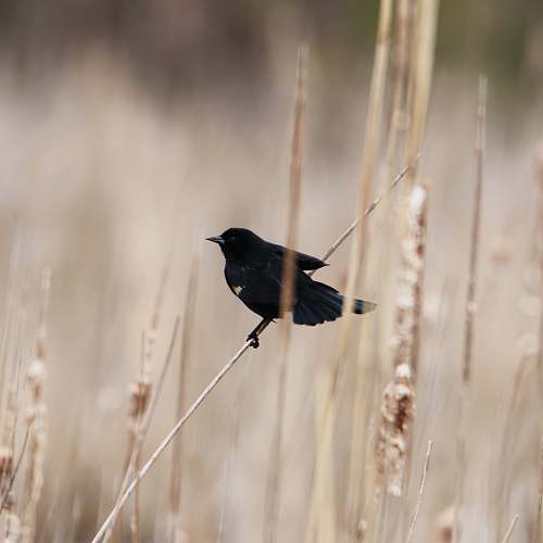 bird black bird perched on grass grass