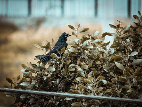 bird black bird perching on brown plant jay