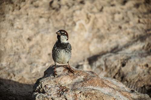 bird black bird perching on rock sparrow