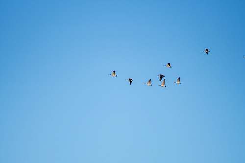 bird black birds on mid air blue
