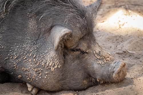 mammal black boar lying on brown sand hog