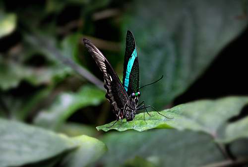 insect black butterfly invertebrate