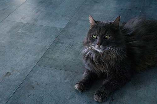 pet black cat cat