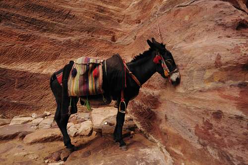 mammal black donkey horse