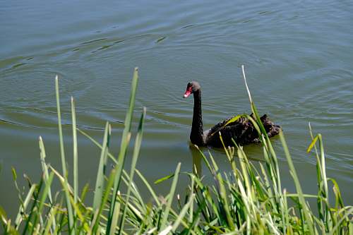 bird black duck waterfowl
