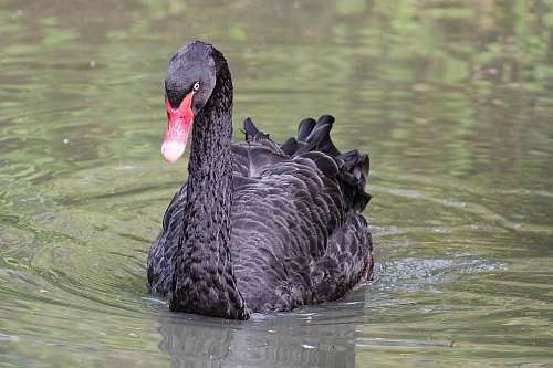bird black duck on body of water waterfowl