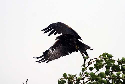 bird black eagle during daytime eagle