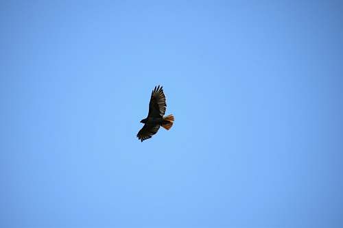bird black eagle on sky flying