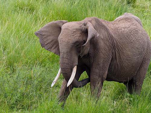 elephant black elephant mammal