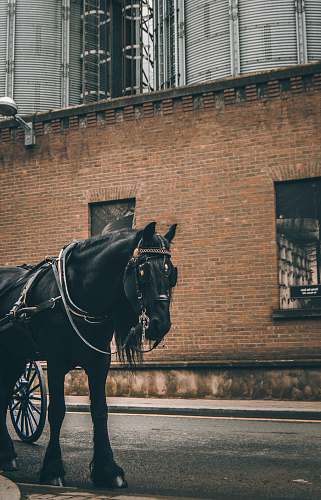 mammal black horse near brown building during daytime horse