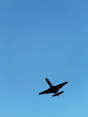 bird black jet plane flying