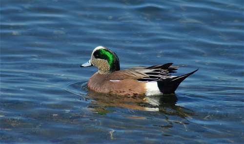 bird black mallard duck waterfowl