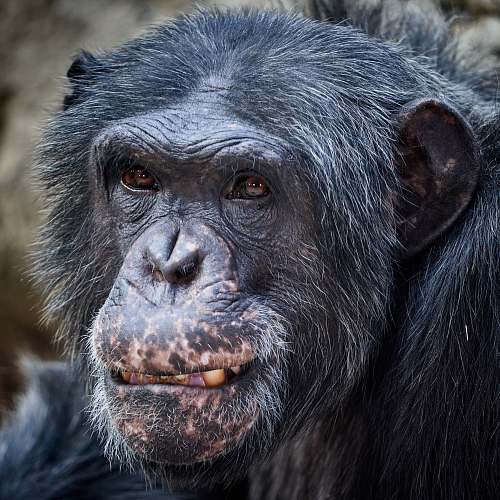 mammal black monkey during daytime ape