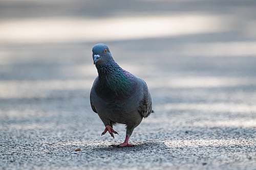 bird black pigeon pigeon