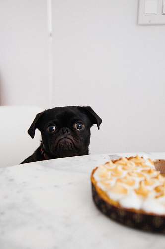 dog black pug looking at pie pet