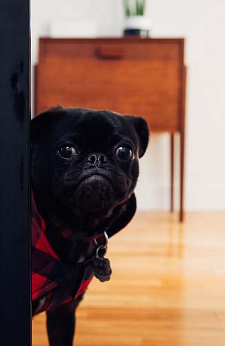 dog black pug standing on floor pug