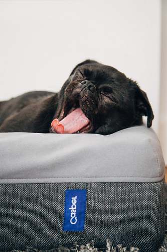 dog black pug yawning on Casper pet bed inside room cute