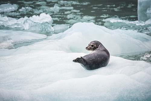 mammal black seal on ice closeup photography seal