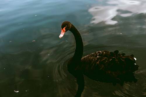 bird black swan waterfowl