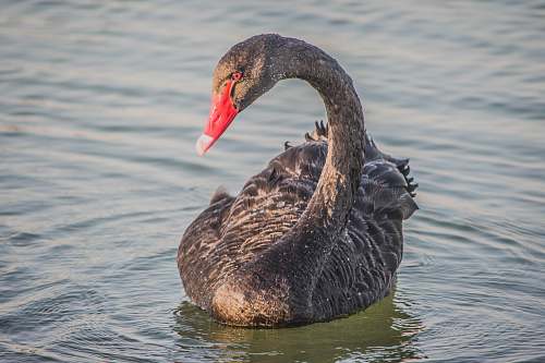 bird black swan on water waterfowl