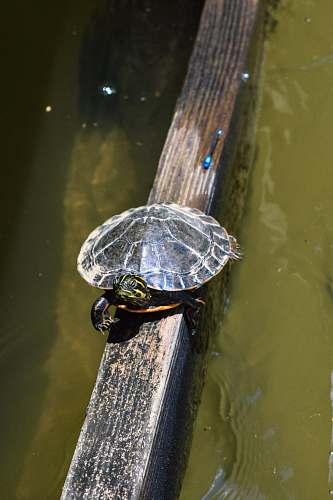 reptile black turtle on wooden surface sea life