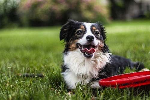 dog black, white and tan long coat medium dog lying on grasses in lawn beside red frisbee canine